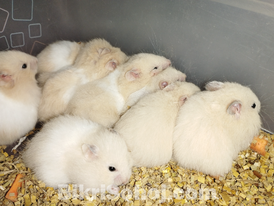 Syrian cream and white banded Hamster